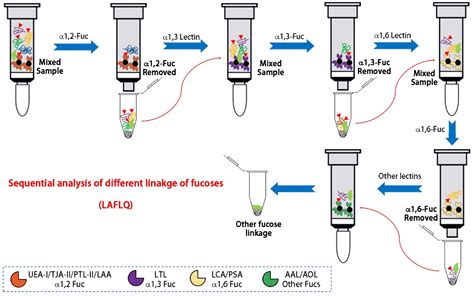 Quantitative Analysis Of Fucosylated Glycoproteins By Immobilized