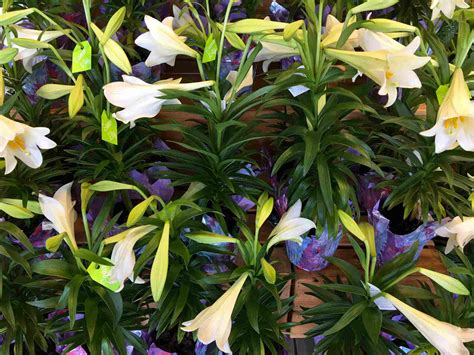 How to Grow and Care for Easter Lily