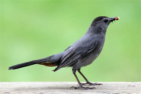 Gray Catbird Matthew Petroff Flickr