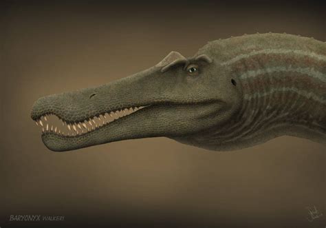 Baryonyx Walkeri By Frank Lode On Deviantart