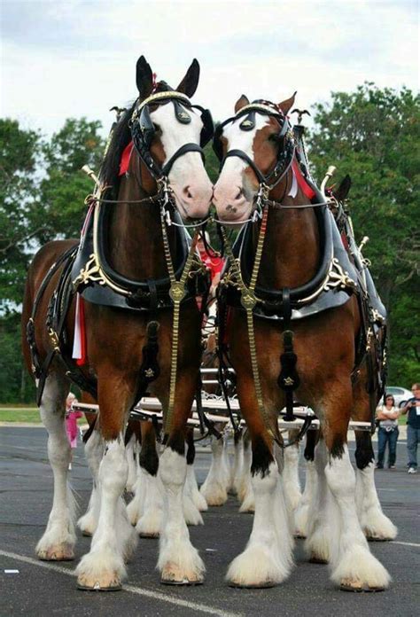 What A Gorgeous Pair♡♡ Clydesdale Horses Horses Horse Breeds