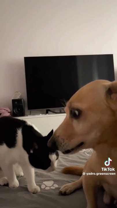 고양이를 경계하는 강아지 ㅋㅋㅋㅋ Dog And Cat Meme Youtube