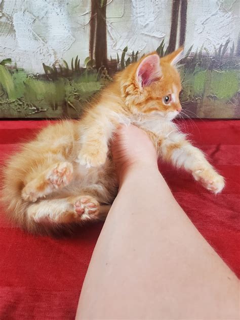 Orange Maine Coon Kitten | Cats & Kittens for Rehoming | London | Kijiji