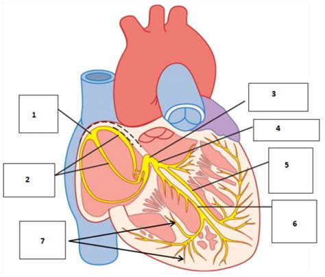 Cvm Lecture 2 Cardiac Electrophysiology Flashcards Quizlet