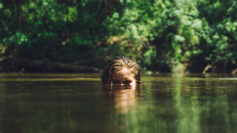 Banco De Imagens árvore Agua Natureza Floresta Pântano Região