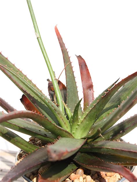 Lg Dwarf Red Tooth Aloe Plant Aloe Sp Urban Xeriscape