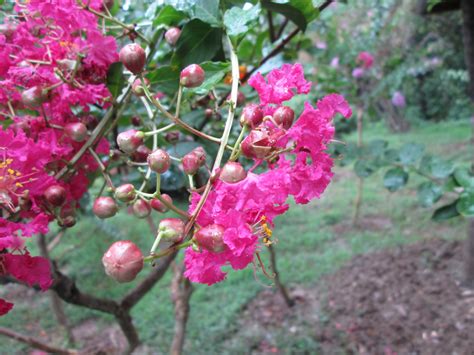 Free Images Tree Branch Blossom Fruit Leaf Flower Food Produce