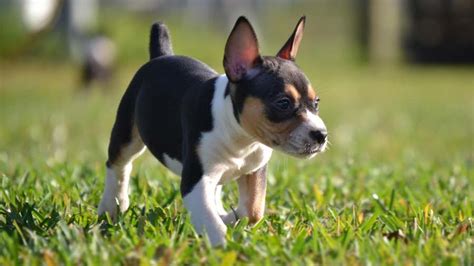 Rat Terrier Price Temperament Life Span