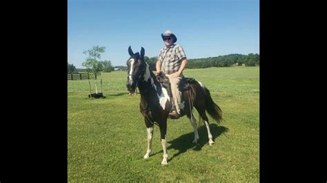 Tennessee Walker For Sale Youtube