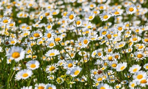 Hungarikum Lett Az Alf Ldi Kamillavir Gzat Chamomile Flowers Plants