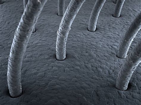 Human Hair Under Electron Microscope