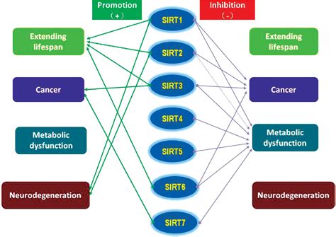 Figure From Sirtuins Function As The Modulators In Aging Related