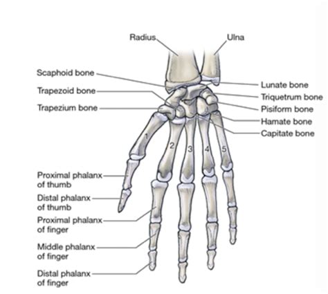 Hand Wrist Anatomy And Biomechanics Flashcards Quizlet