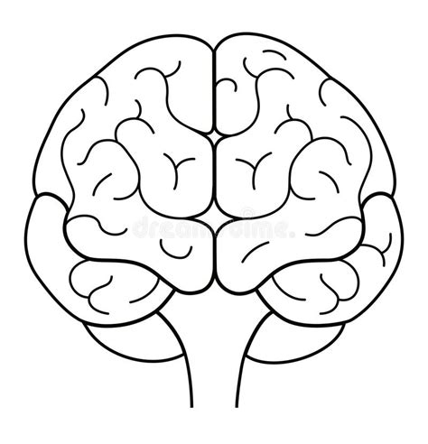 Human Brain Front View Line Illustration Stock Illustration