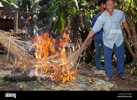 Lisu Hill Tribes Man Butcher Pig For Celebration New Year Ban Hay Ko