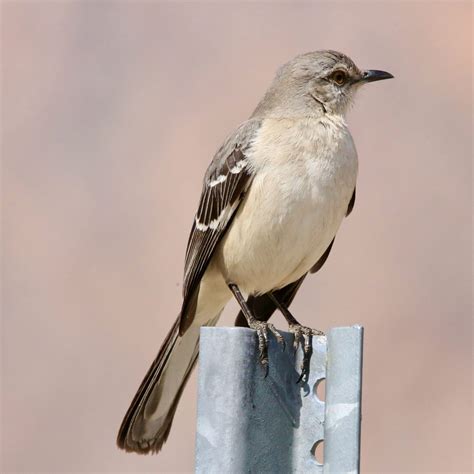 Backyard Birds of North Carolina - Bird Watching Academy