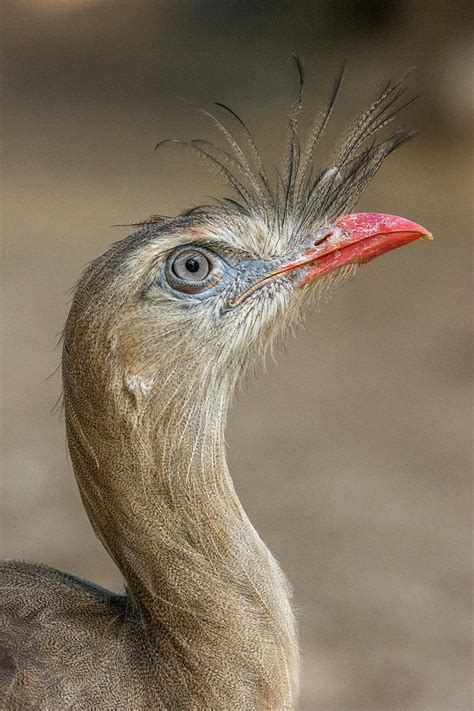 Portrait Of Red Legged Seriema Cariama Photograph By Vitor Marigo