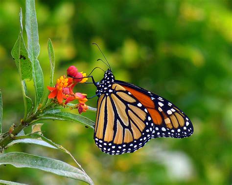 My Most Common Backyard Butterflies - Birds and Blooms