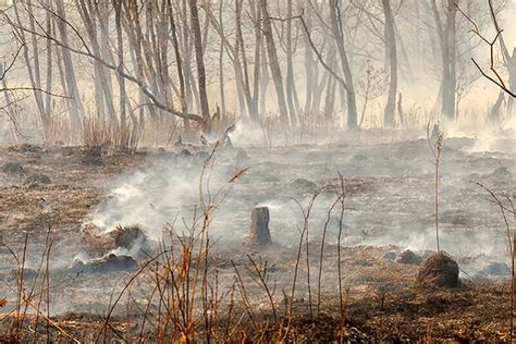 54 Million Hectares Ablaze In Siberia Almost Four Million Hectares