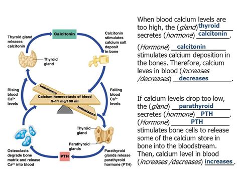 Regulation Of Blood Calcium Levels Diagram