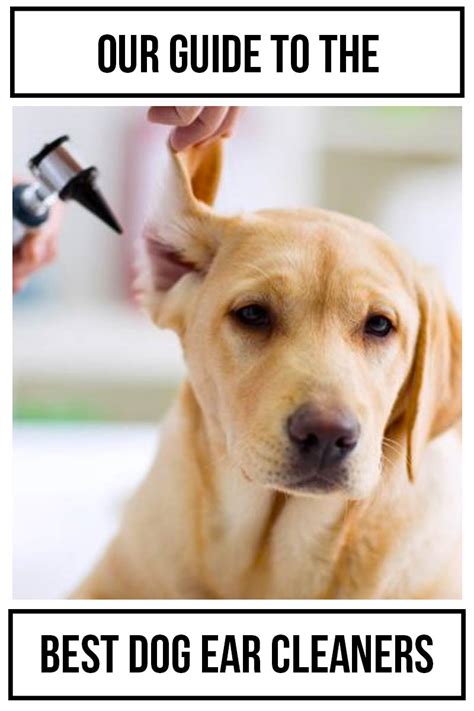 Dog Ear Cleaner - Which One Is Best And How To Use It Safely