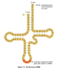 Kaplan Mcat Biochemistry Chapter Rna And Genetic Code Flashcards