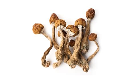 The Integrative Psilocybin Mushroom Specialist™ Micro Credential