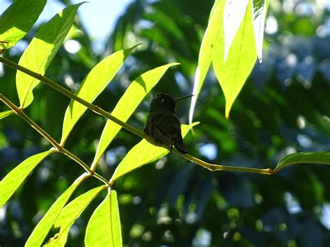 Bird Hummingbird Birds Of Cuba - Free photo on Pixabay - Pixabay