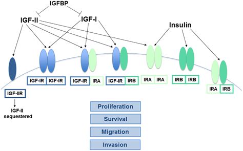 Frontiers The Role Of The Insulin Igf System In Cancer Lessons Learned From Clinical Trials