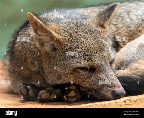 The Crab Eating Fox Cerdocyon Thous Also Known As The Forest Fox