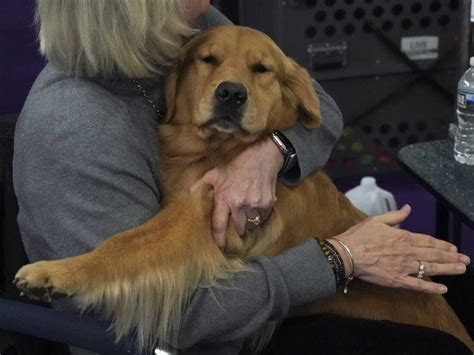 A new study says dogs produce emotional tears similar to how humans do ...