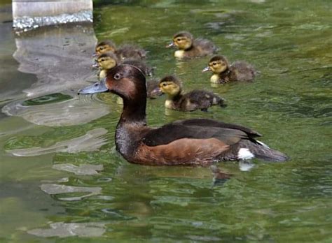 Ferruginous Duck British Waterfowl Association