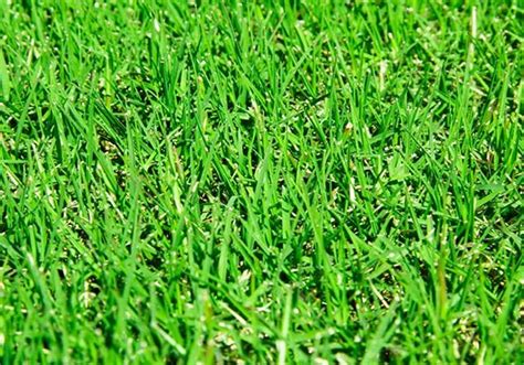 The Best Grass Seed For Wisconsin Lawns Earth Development