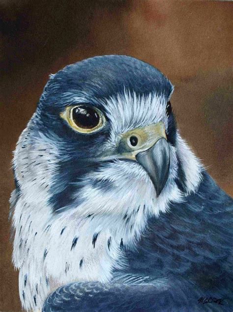 Peregrine Falcon Print By British Wildlife Artist Helen Clark Signed