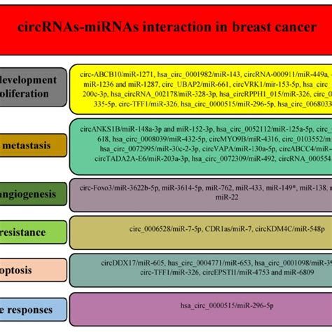 Different Circrnas Regulate Various Hallmarks Of Breast Cancer By