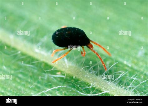 Red Legged Earth Mite Super Close Up Stock Photo Alamy