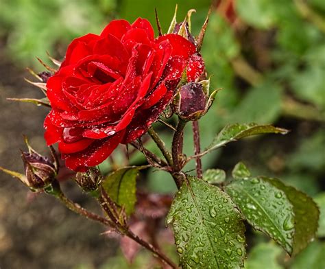 Red Rose Raindrop Flower · Free Photo On Pixabay