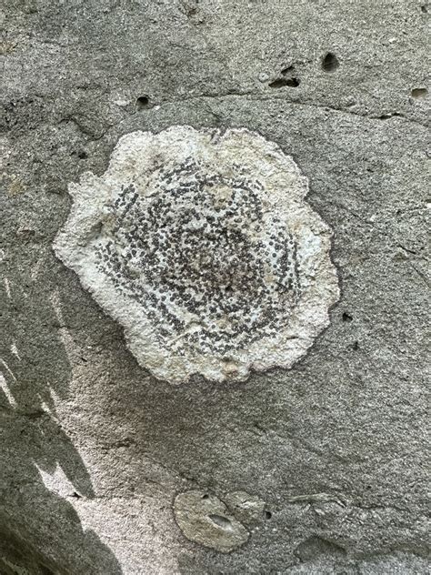 Smokey Eyed Boulder Lichen From Rockland County NY USA On August 19