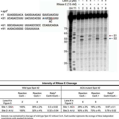 In Vitro Rnase E Cleavage Of Wt And Aca Mutant Spot 42 Rna ± Csra