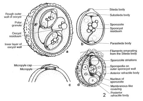 Biology Of The Eimeriidae