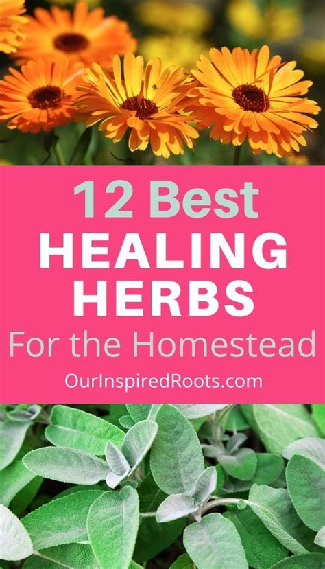 12 Best Healing Herbs For The Homestead Healing Herbs Medicinal