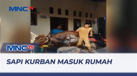 Sapi Kurban Lepas Hingga Masuk Ke Dapur Rumah Warga Lip Youtube