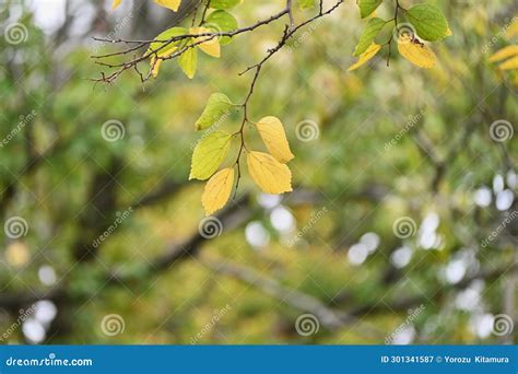 Chinese Hackberry Celtis Sinensis Yellow Leaves Cannabaceae