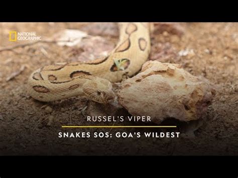 Russell S Viper Snakes Sos Goa S Wildest Season National