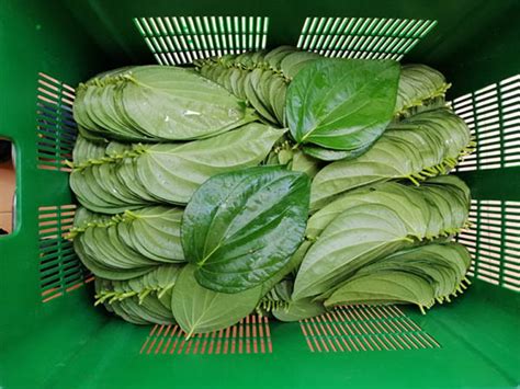 Betel Leaves | NAHIG INTERNATIONAL FOOD SUPPLY (PVT)LTD