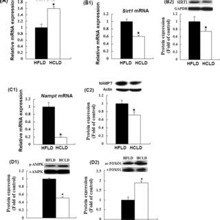 Relative Expression Of Hepatic MiR 34a MRNA And Protein Levels Of