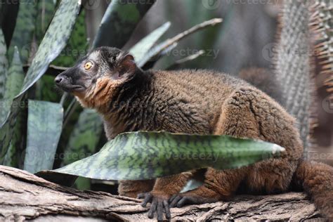 Amazing Brown Collared Lemur with Yellow Eyes 9551755 Stock Photo at Vecteezy