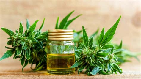 Il CBD che cos è e quali sono le sue proprietà curative