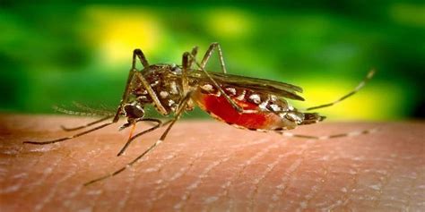 Mosquito Most Deadliest Animals In The World