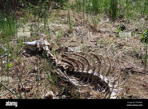 Deer Skeleton Hi Res Stock Photography And Images Alamy